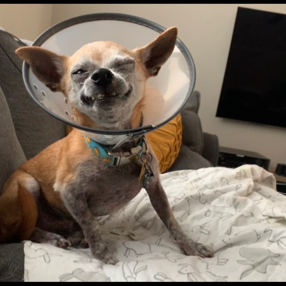 Meet your Posher, Jacqueline